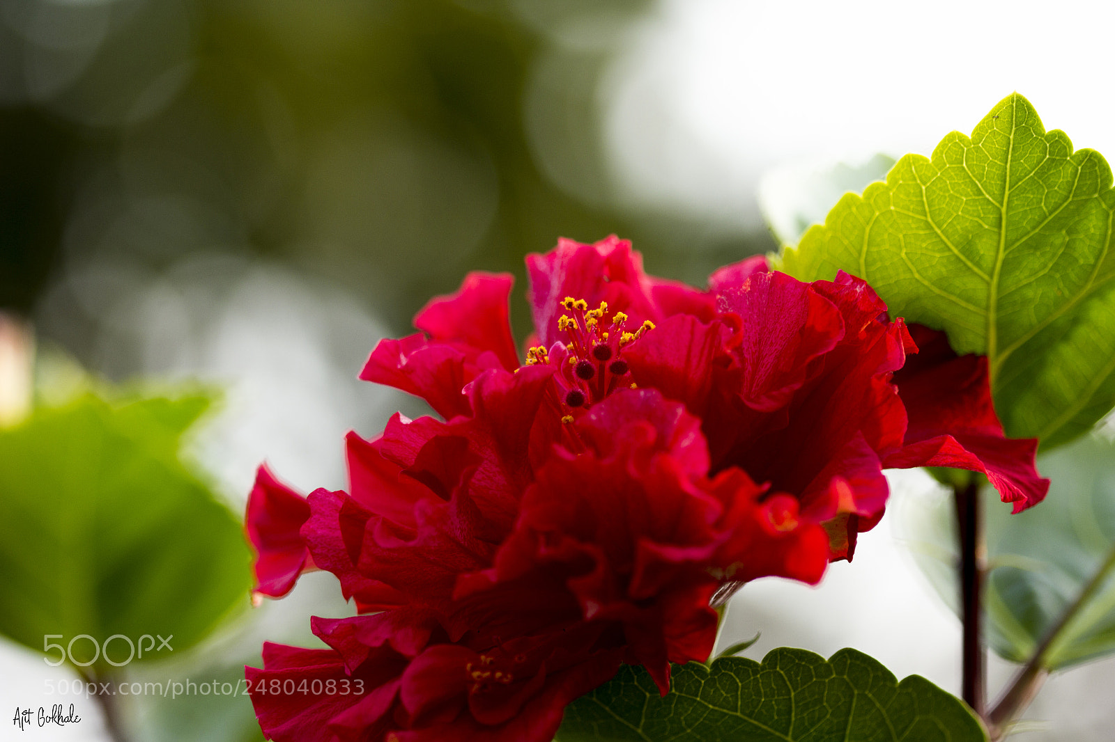 Canon EOS 60D sample photo. Hues of nature photography
