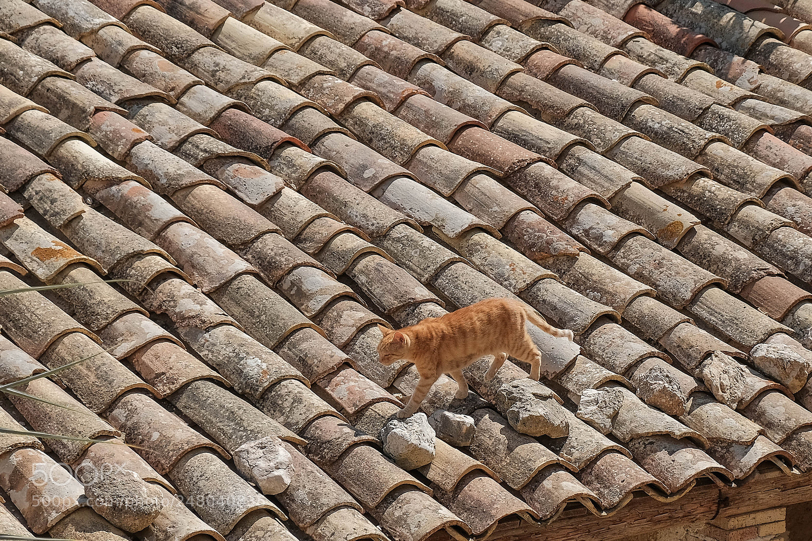Fujifilm X-T2 sample photo. Cat on a hot photography