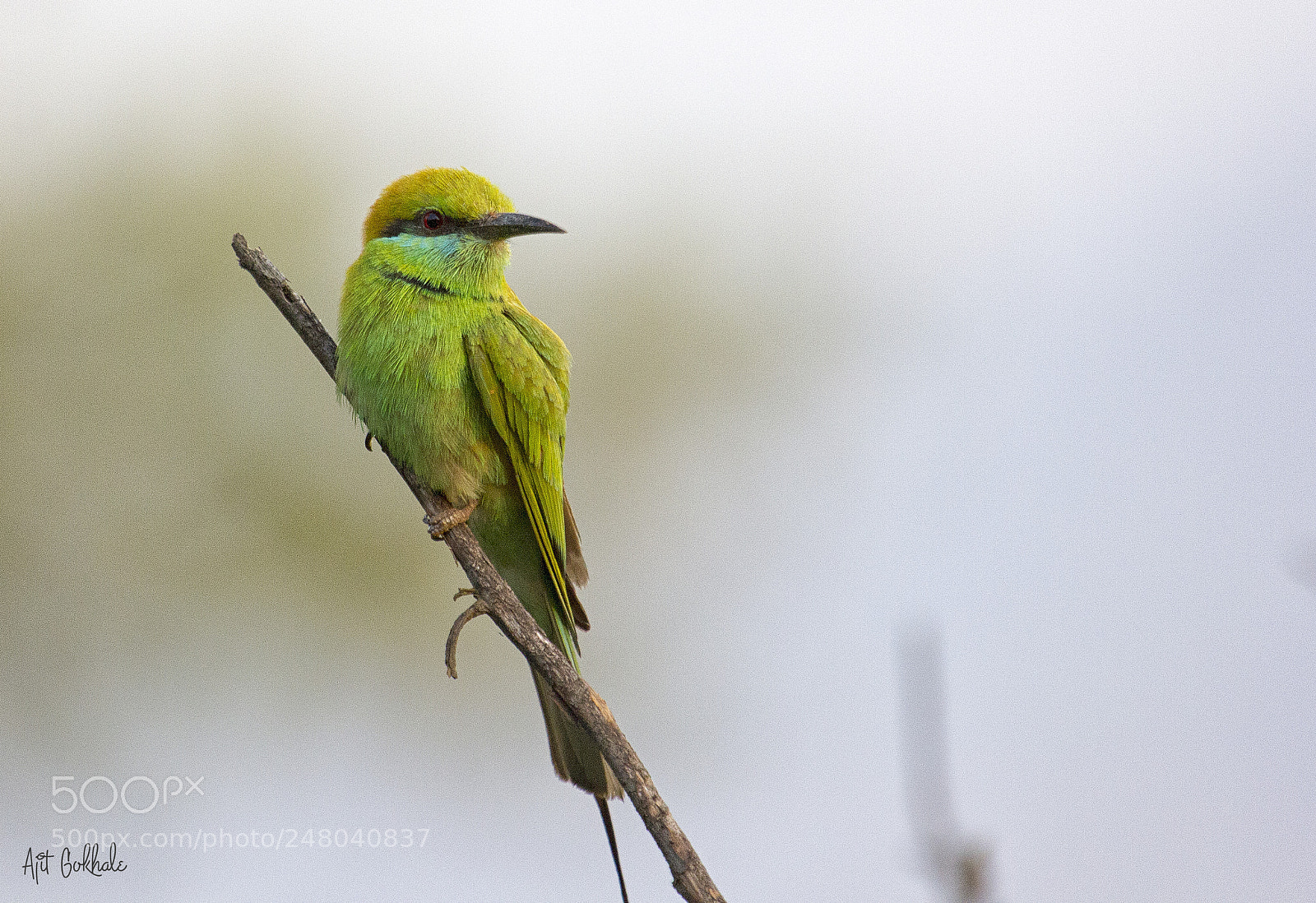 Canon EOS 60D sample photo. Green bee eater photography