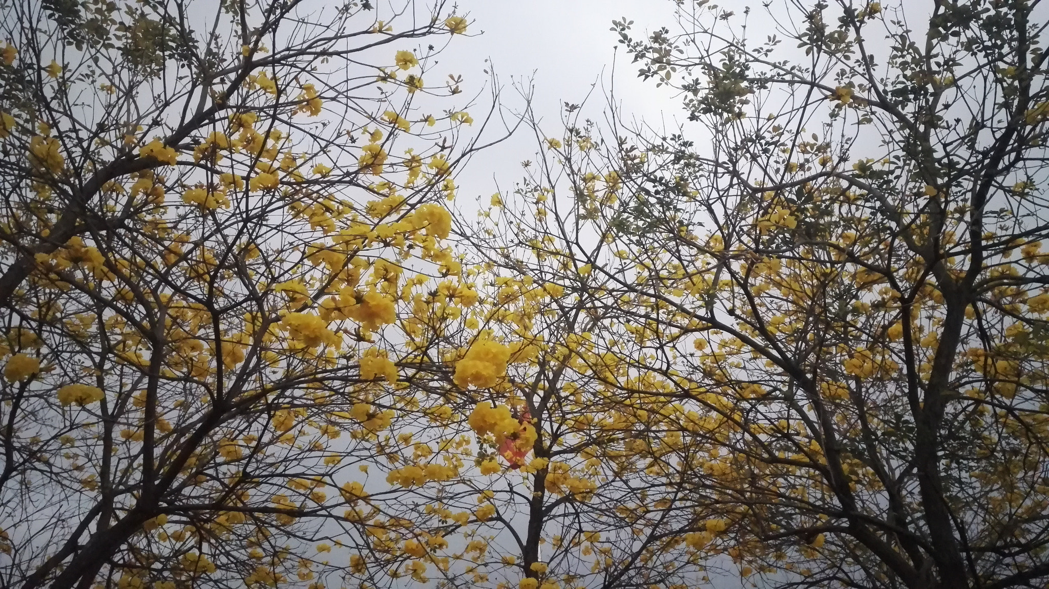 HUAWEI Honor 7 sample photo