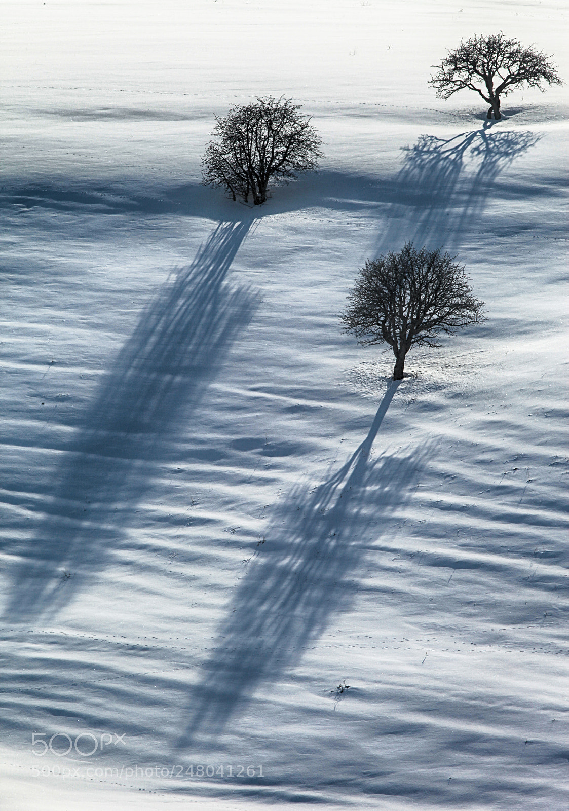 Canon EOS 5D Mark II sample photo. Trees with shadow photography