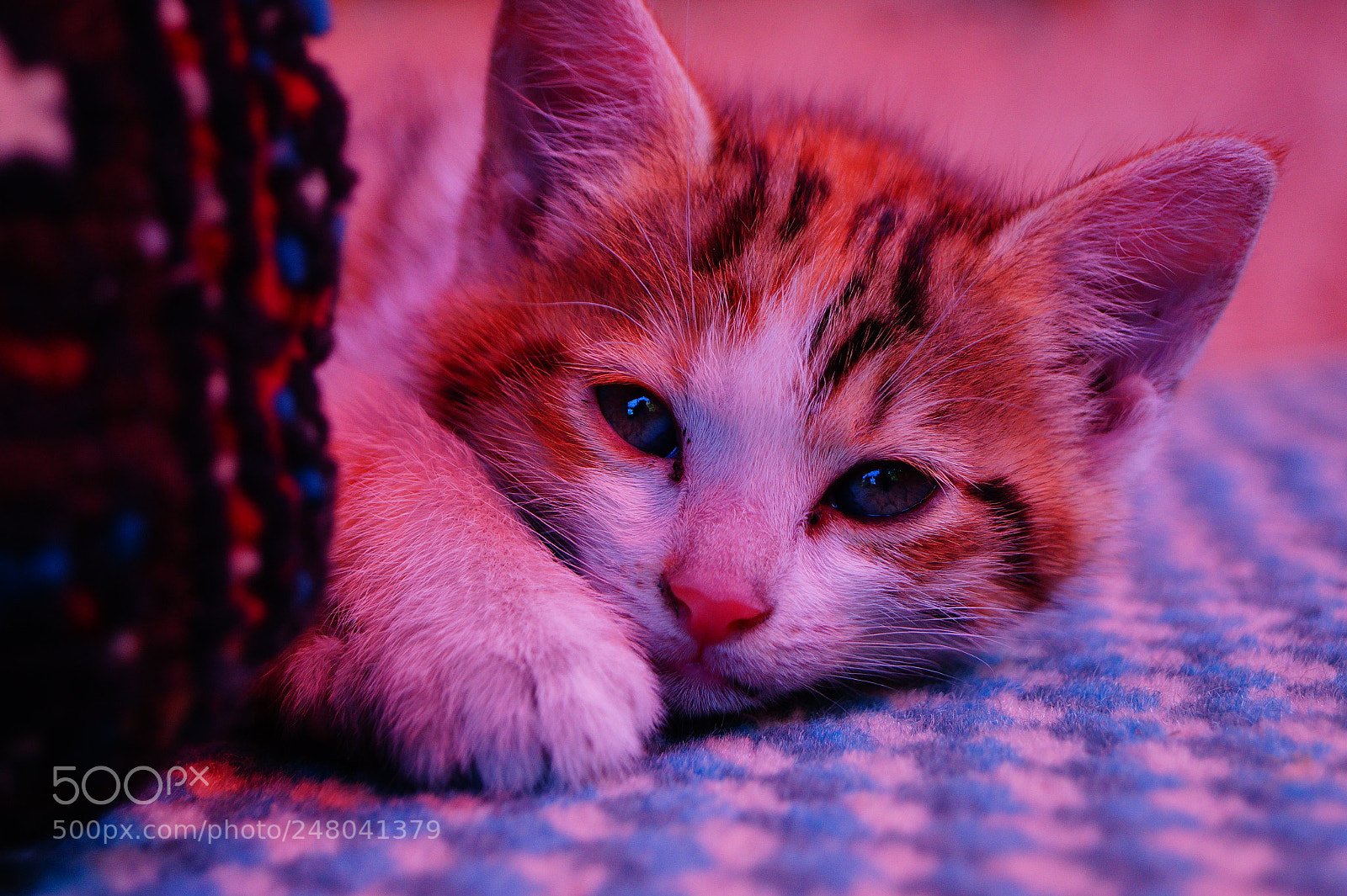 Sony SLT-A58 sample photo. Sleepy cat photography