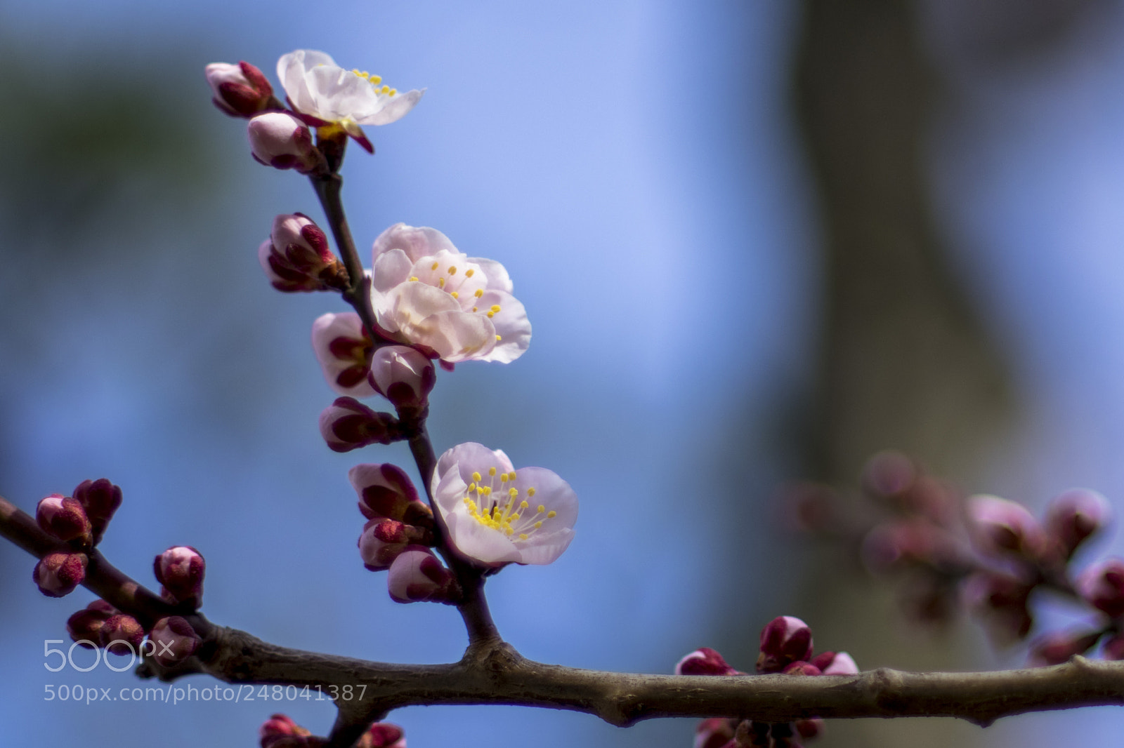Pentax K-3 sample photo. Breath of spring photography