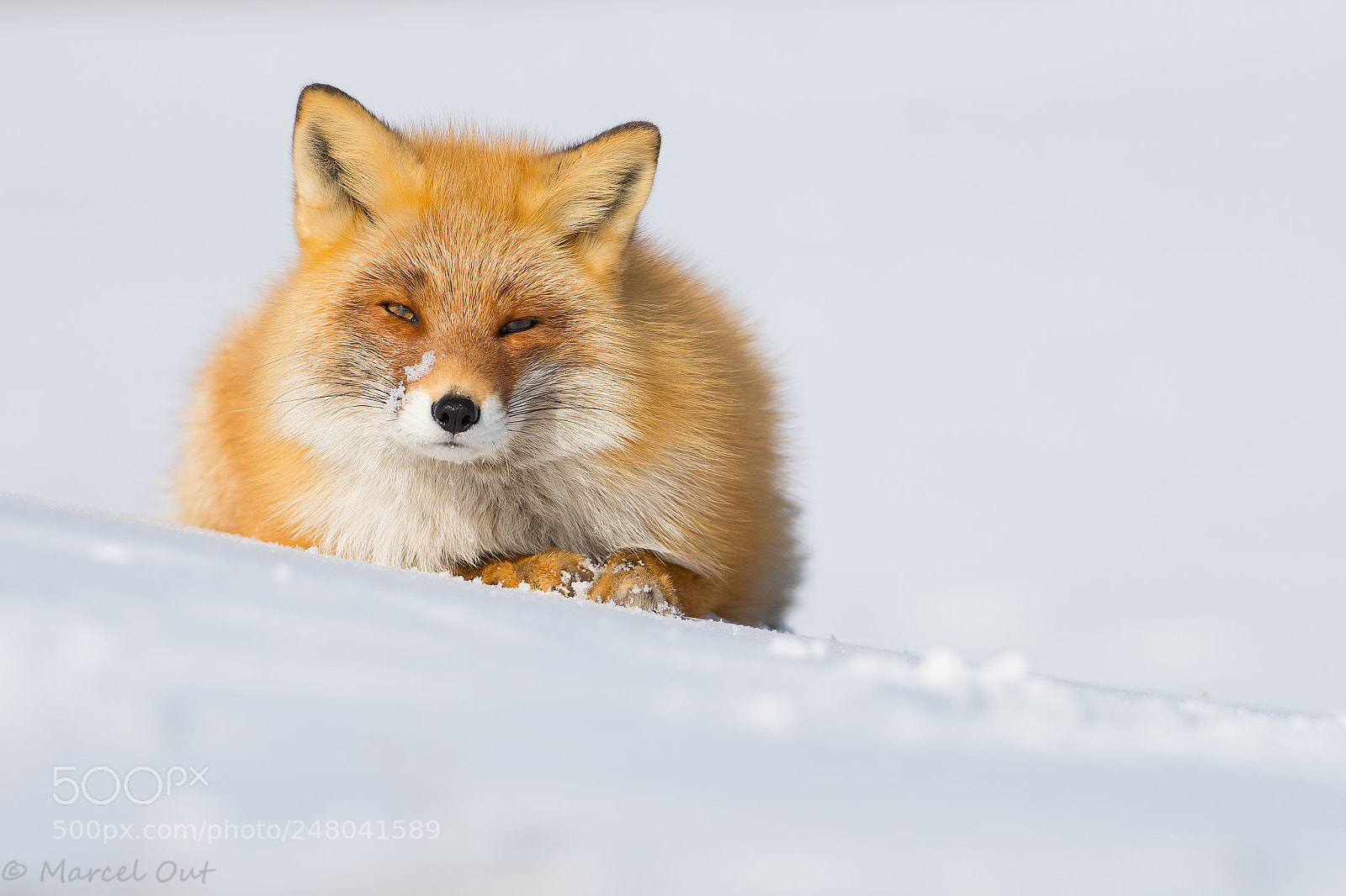 Nikon D500 sample photo. Hokkaido fox photography