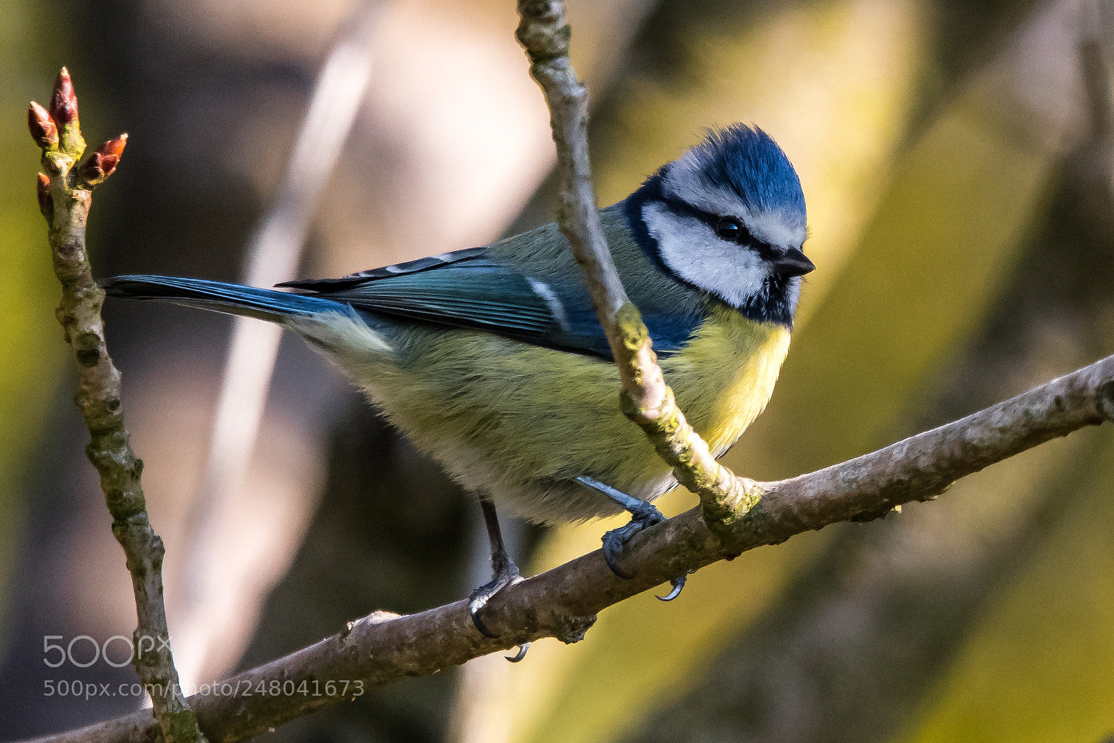 Nikon D850 sample photo. Smart blue tit photography