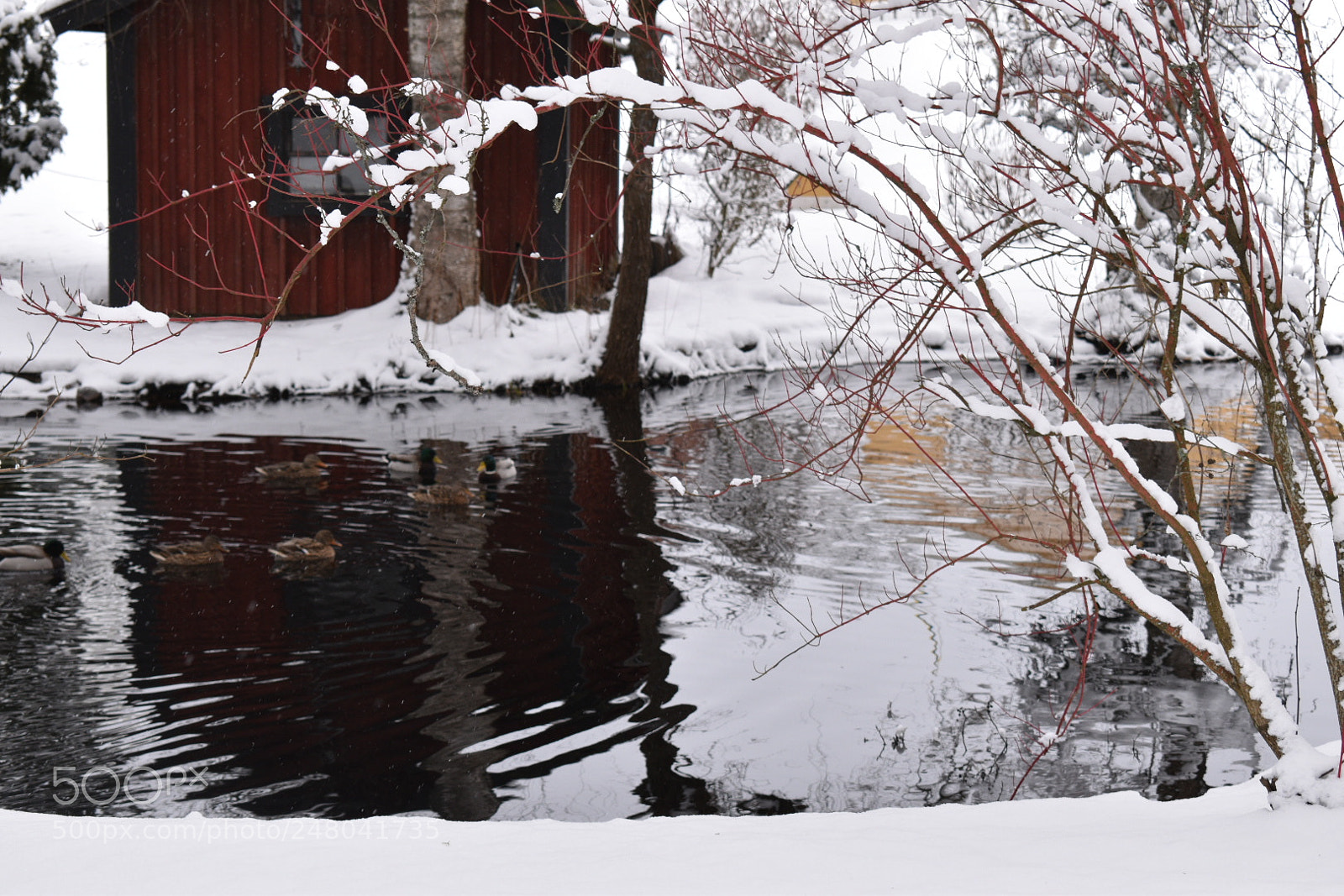 Nikon D5600 sample photo. Winter reflection photography