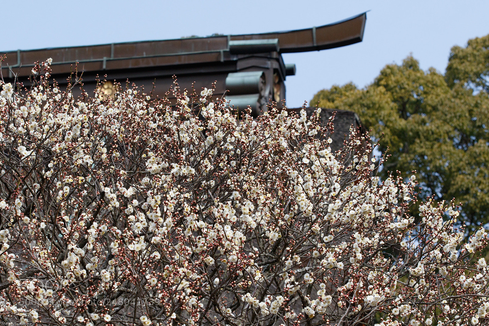 Canon EOS 7D Mark II sample photo. Shrine_4 photography