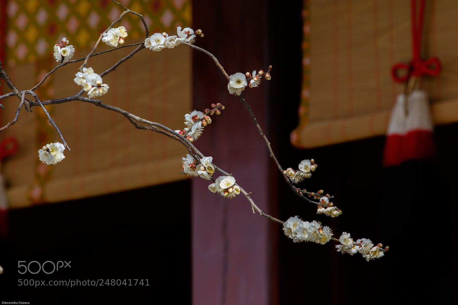 Canon EOS 7D Mark II sample photo. Shrine_5 photography