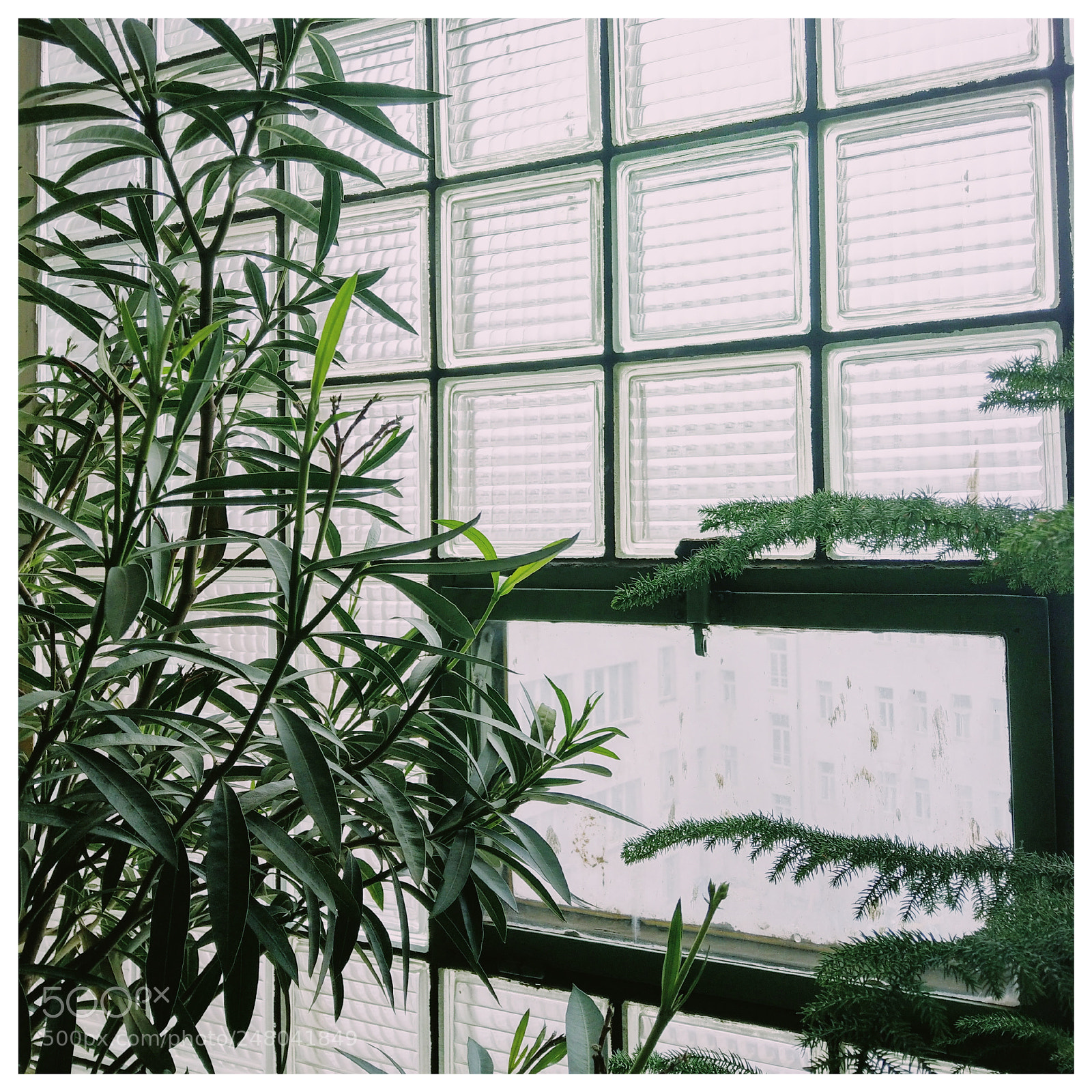 HTC U11 sample photo. Greenery. photography