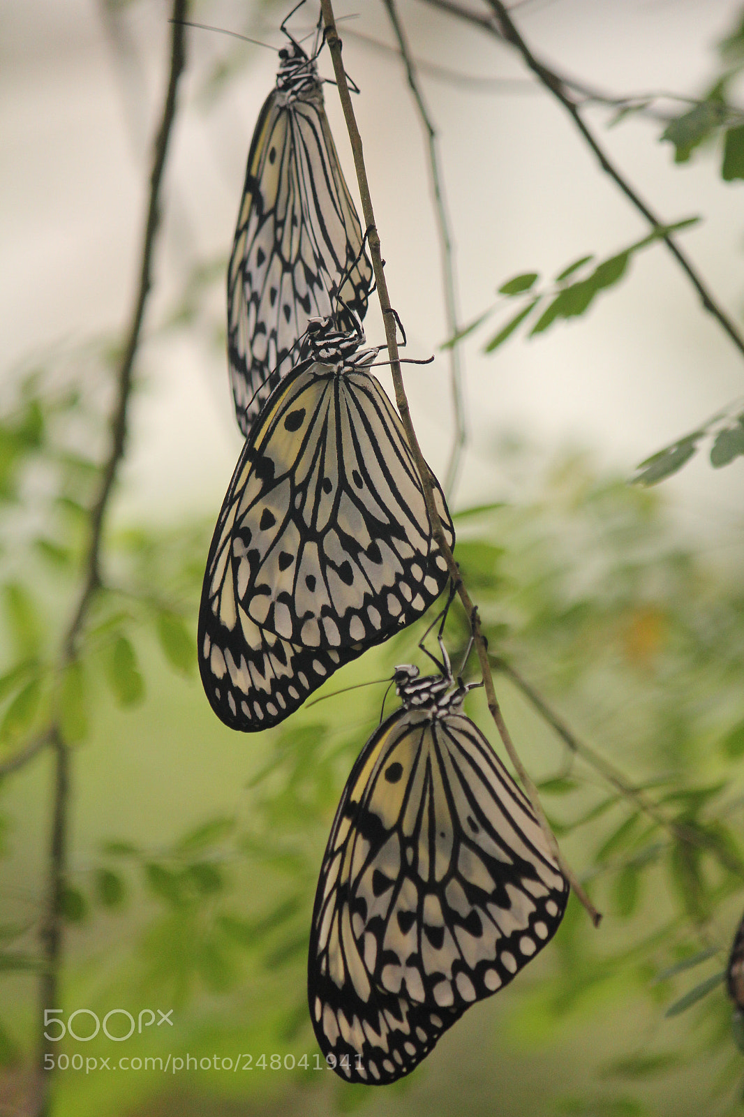 Canon EOS 550D (EOS Rebel T2i / EOS Kiss X4) sample photo. Three in a row photography