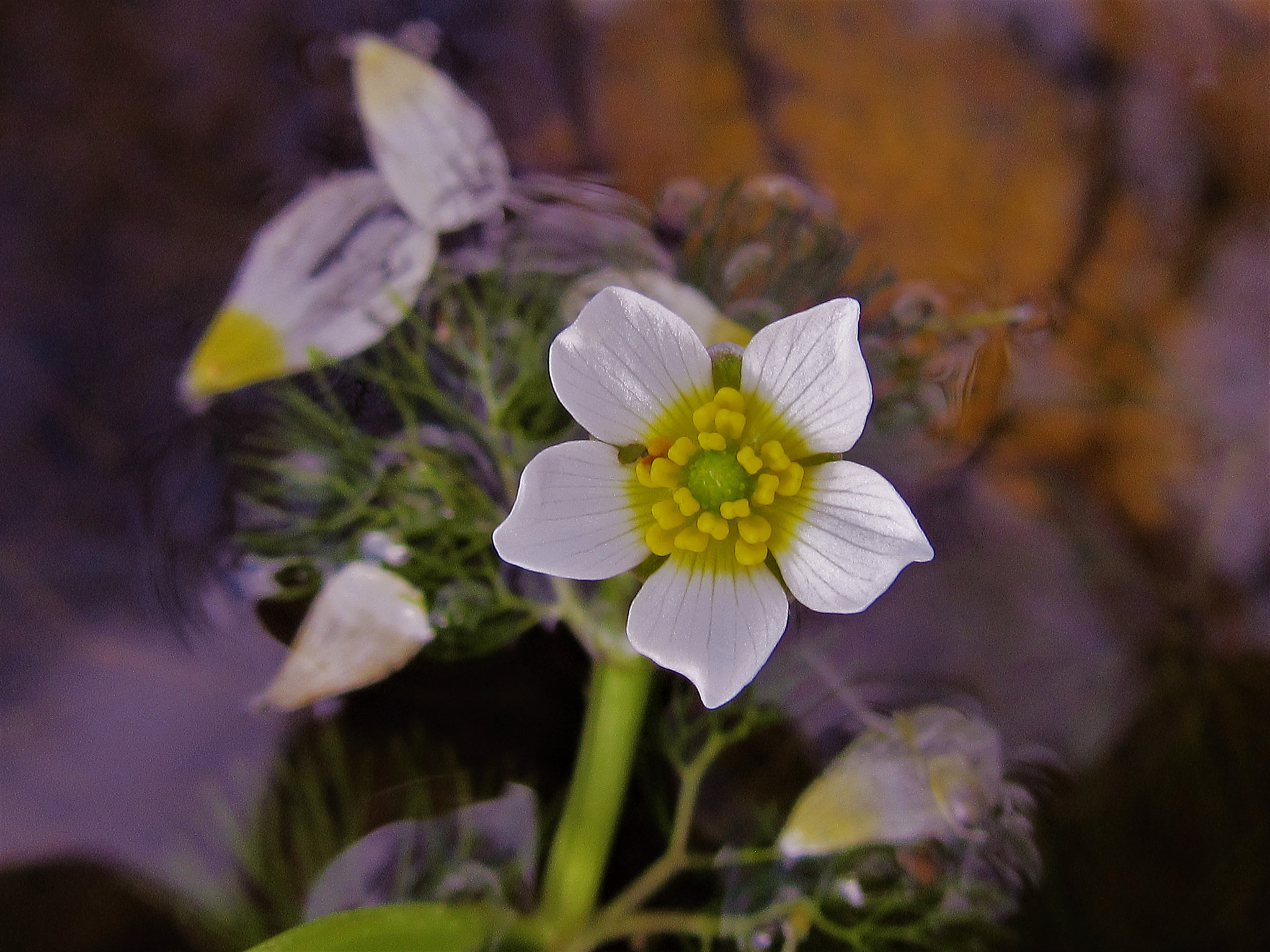 Canon PowerShot SX600 HS sample photo. Ranunculus trichophyllus photography