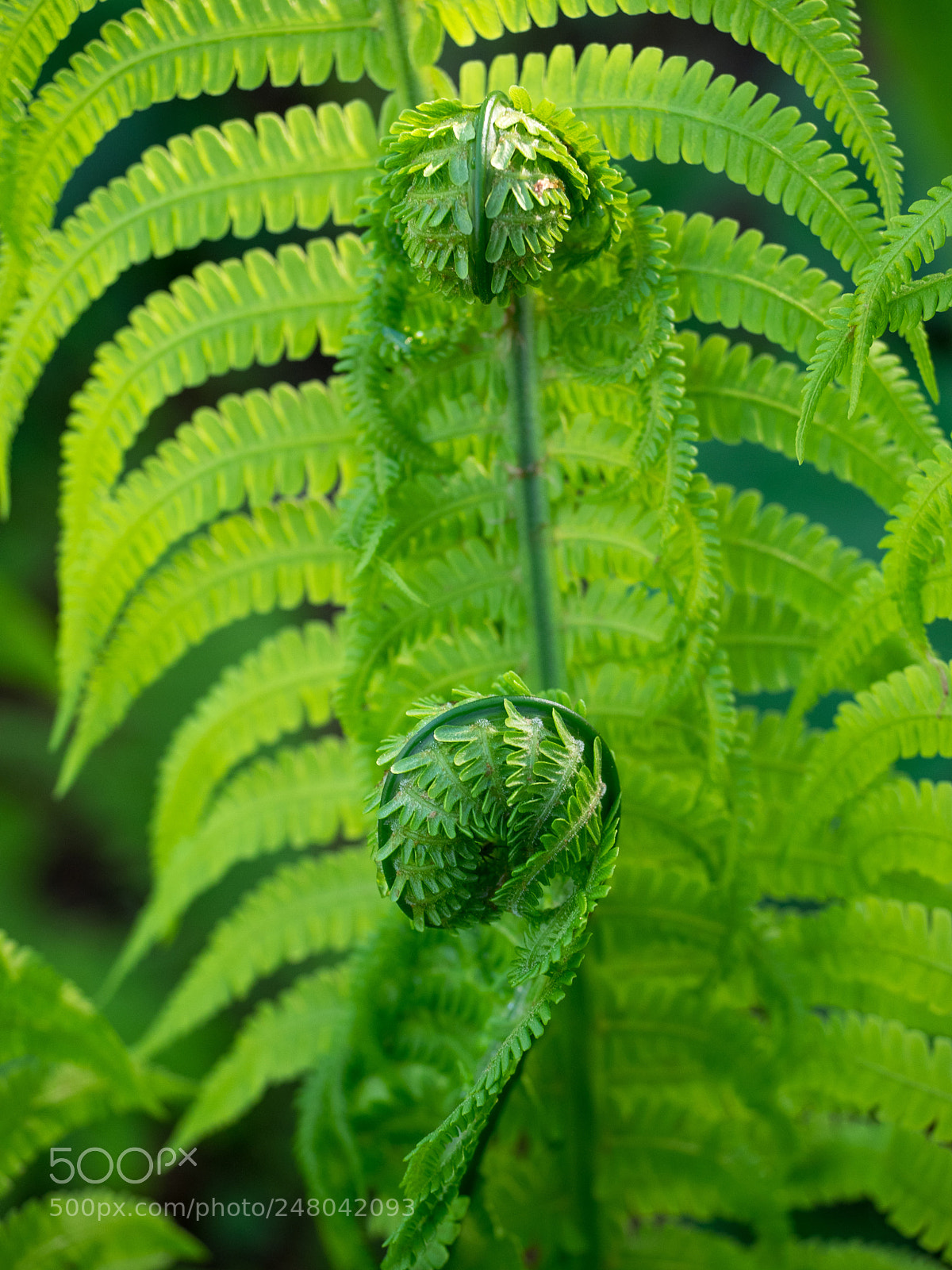 Olympus OM-D E-M1 sample photo. Fern photography