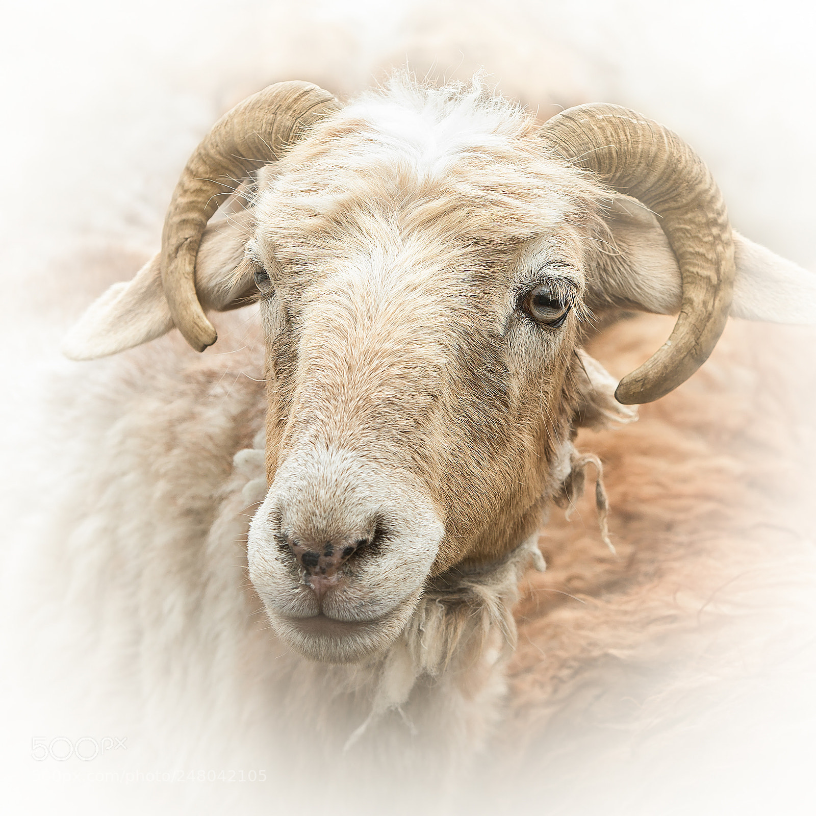 Canon EOS-1D X sample photo. Portrait of sheep 3 photography