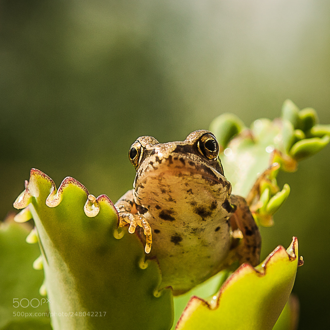 Nikon D700 sample photo. Young frog exploring nature photography