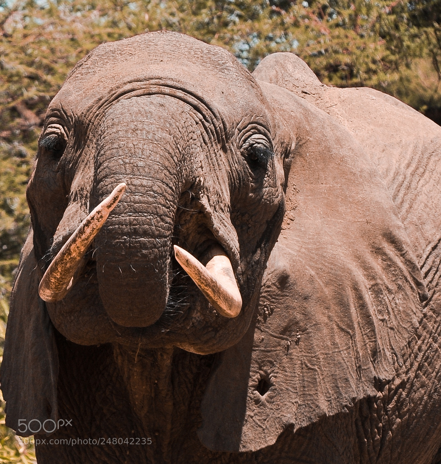 Nikon D300 sample photo. Elephant giving warning photography