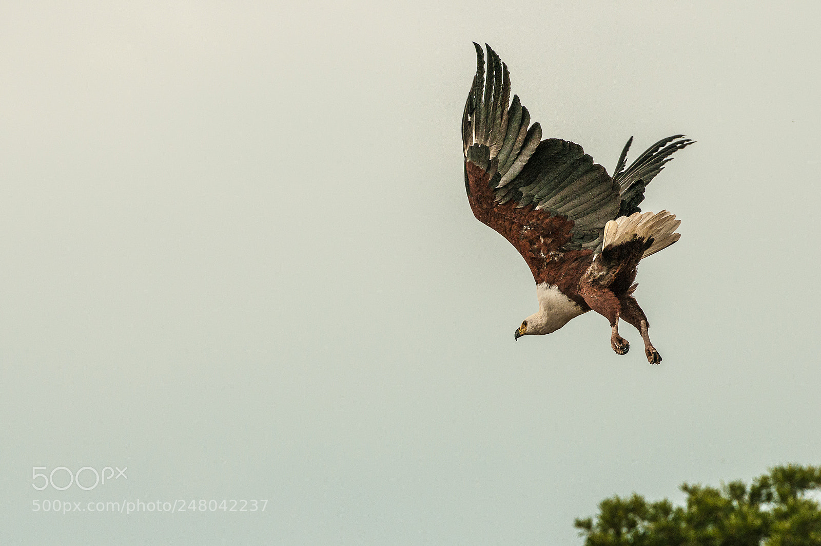 Nikon D300 sample photo. Fish eagle heading for photography