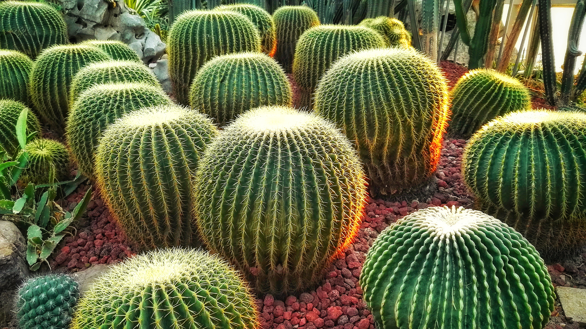 HUAWEI DAV sample photo. 夕阳金虎 photography
