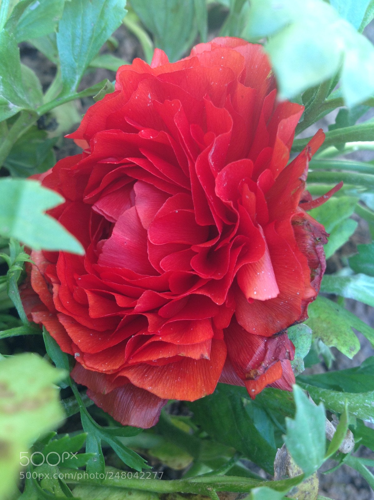 Apple iPad sample photo. Img photography