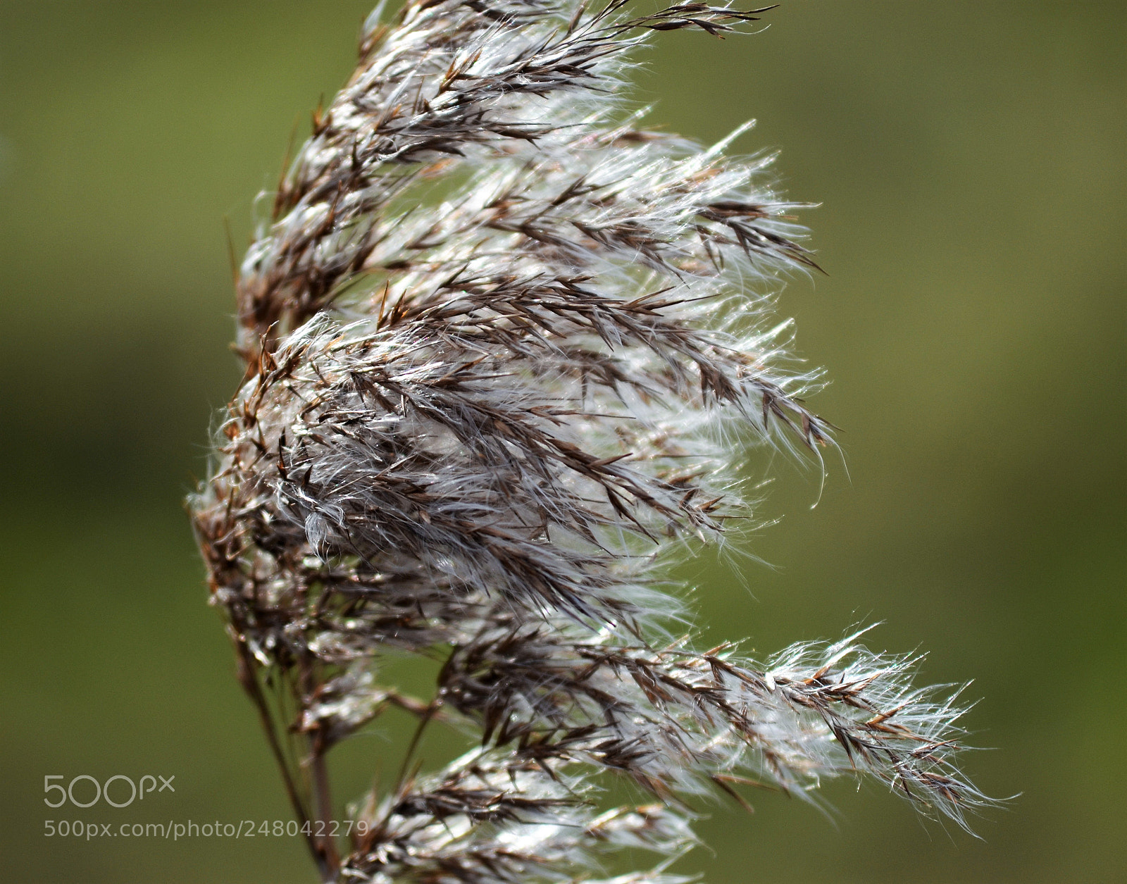 Nikon D5100 sample photo. Like feathers photography