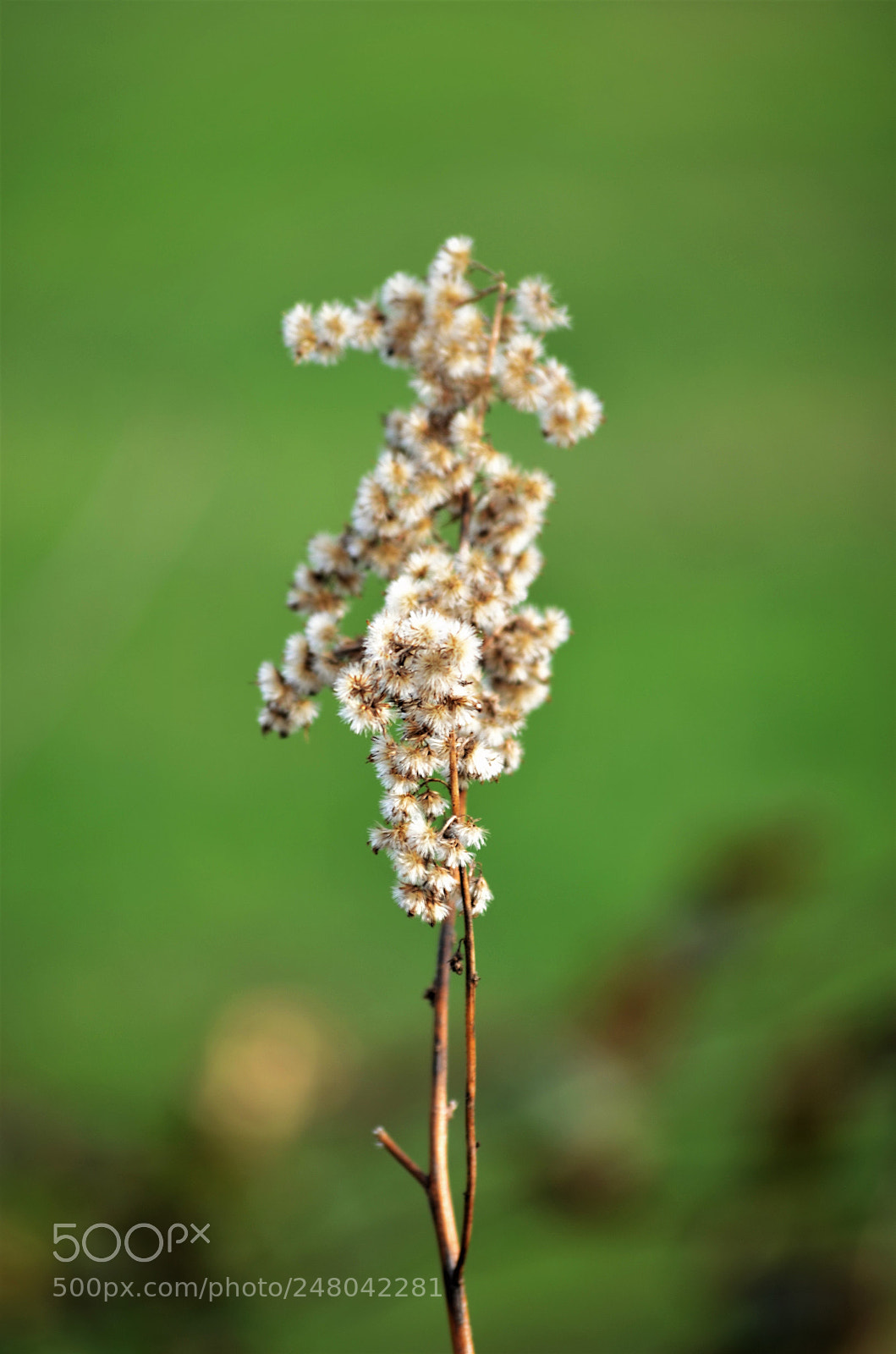 Nikon D5100 sample photo. Seperate photography