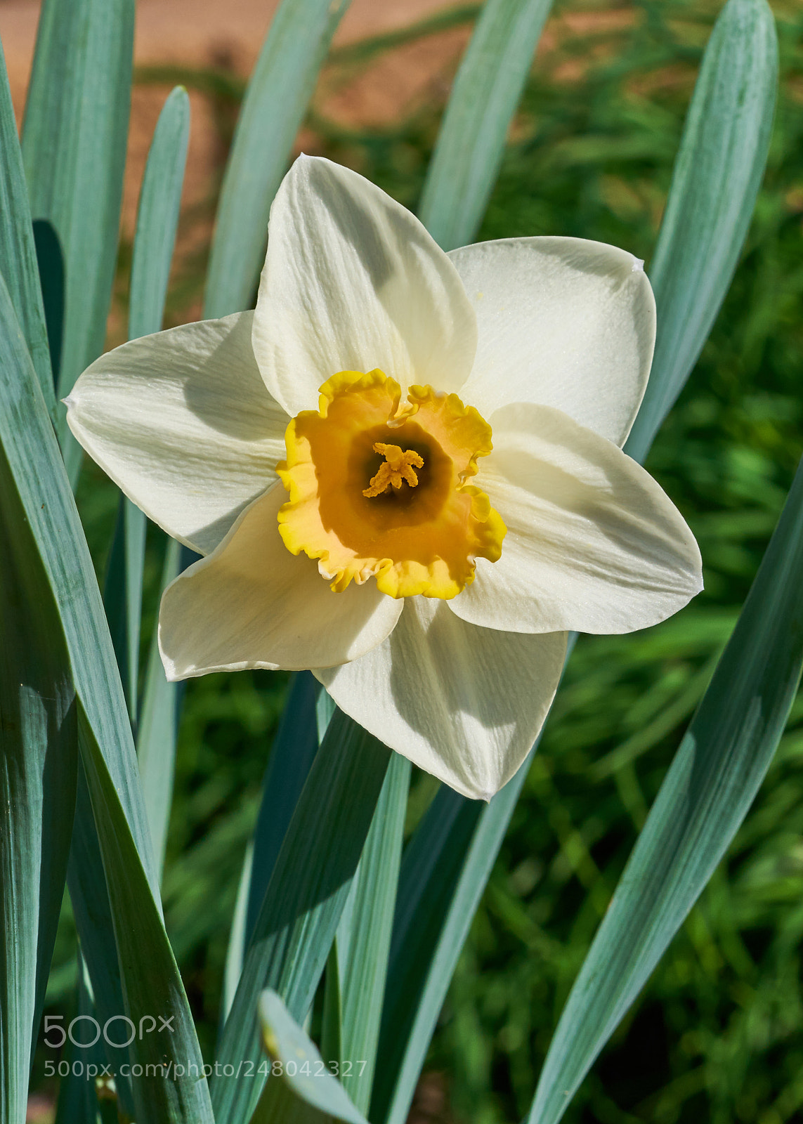 Sony a7R II sample photo. Daffodil photography