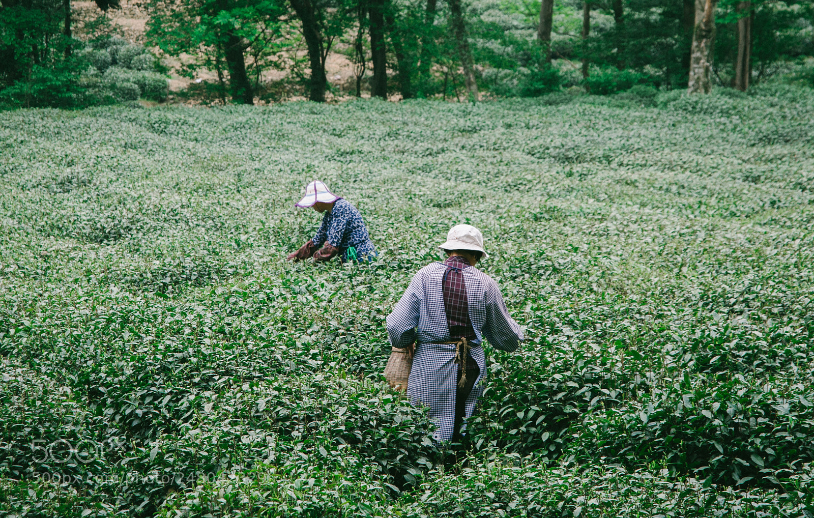 Nikon D700 sample photo. Tea-leaf picking photography