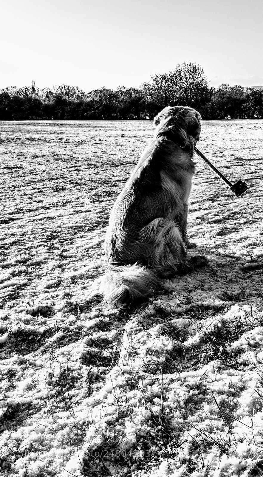 Google Pixel 2 XL sample photo. Dog and his pipe photography