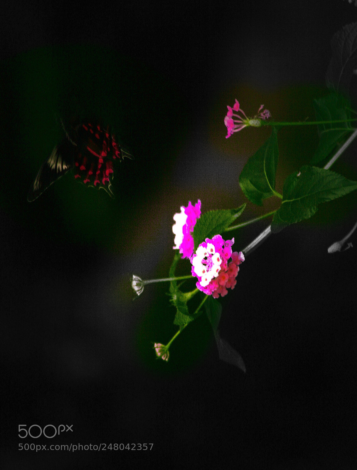 Canon EOS 30D sample photo. Lighting photography