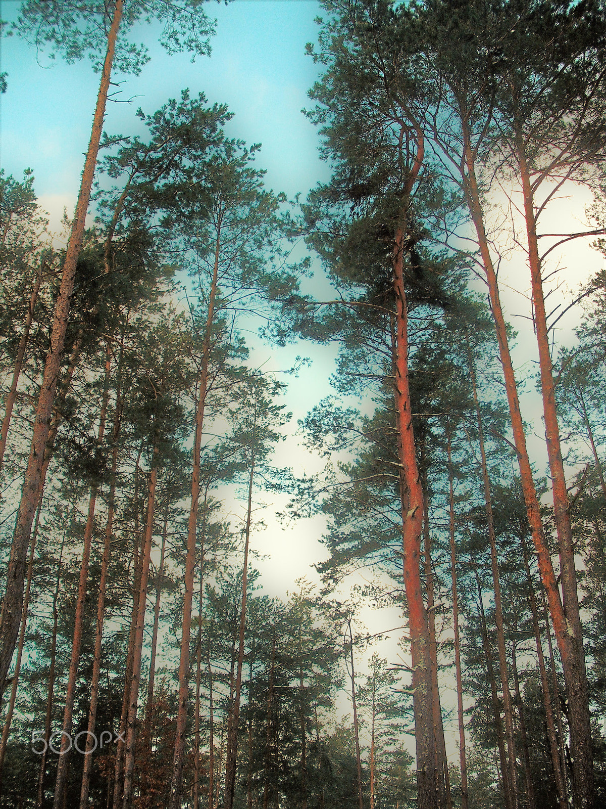 Fujifilm A850 sample photo. Trees photography