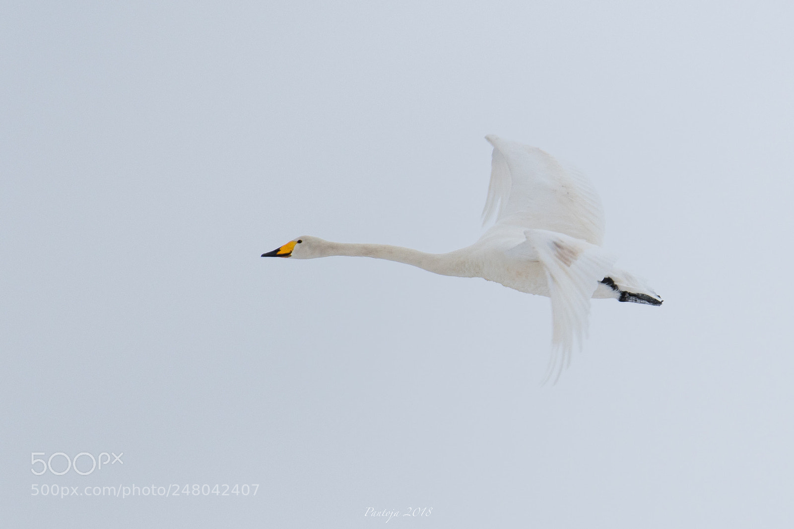 Nikon D500 sample photo. Whooper swan photography