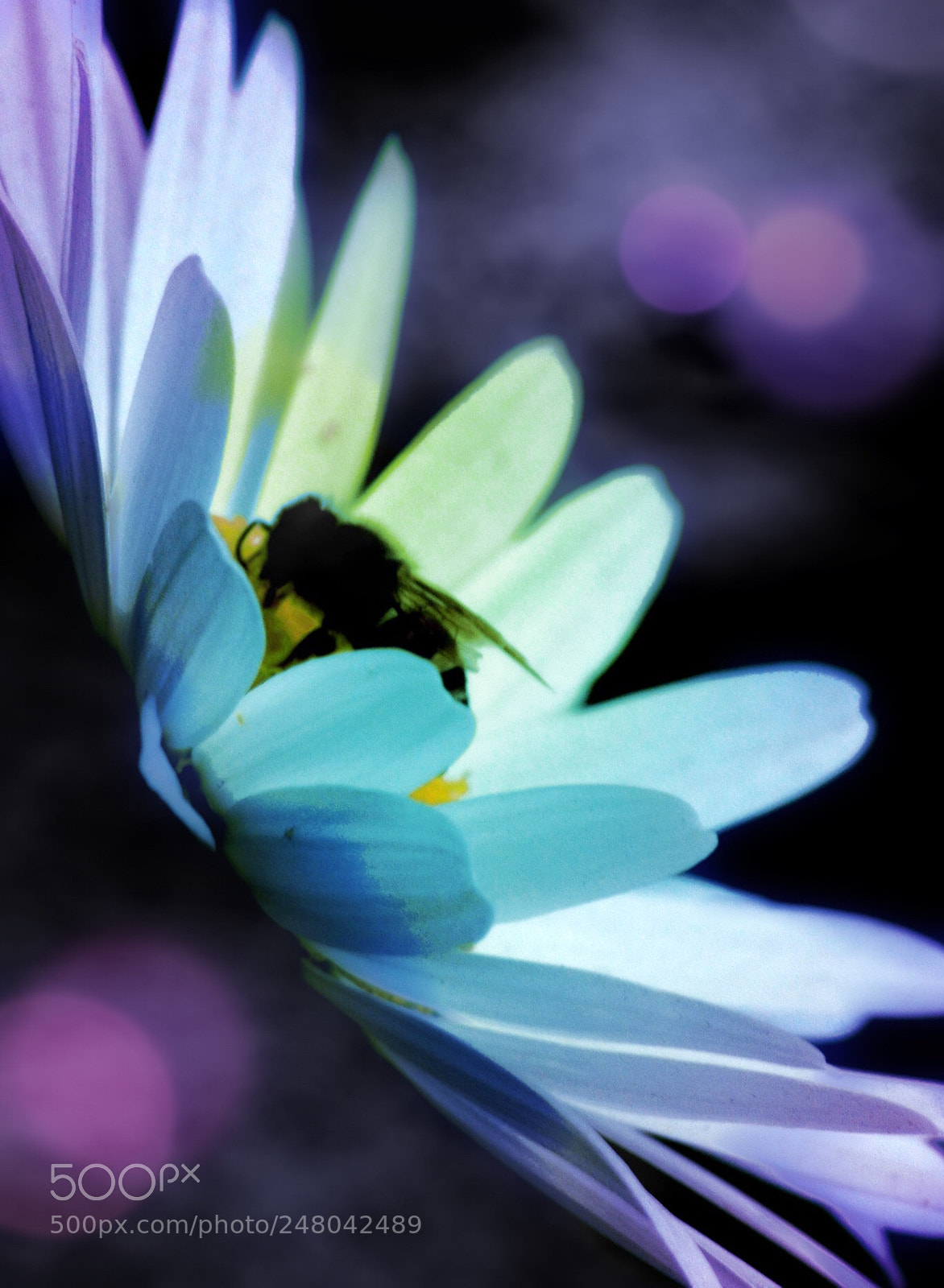 Canon EOS 30D sample photo. Bug photography
