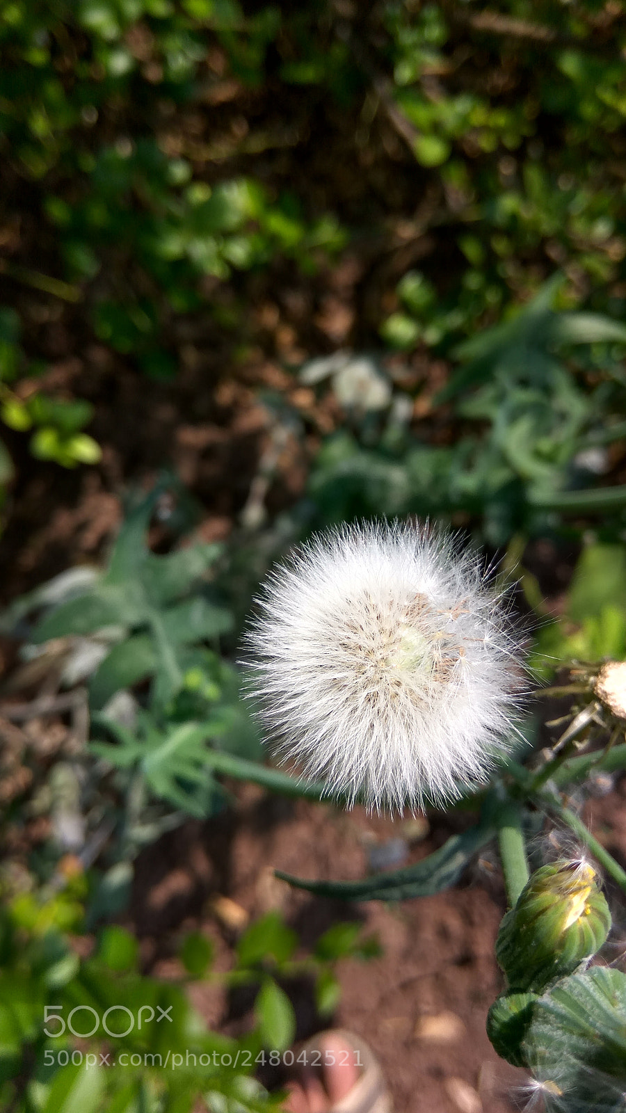 Xiaomi Redmi Note3 sample photo. Untitled photography