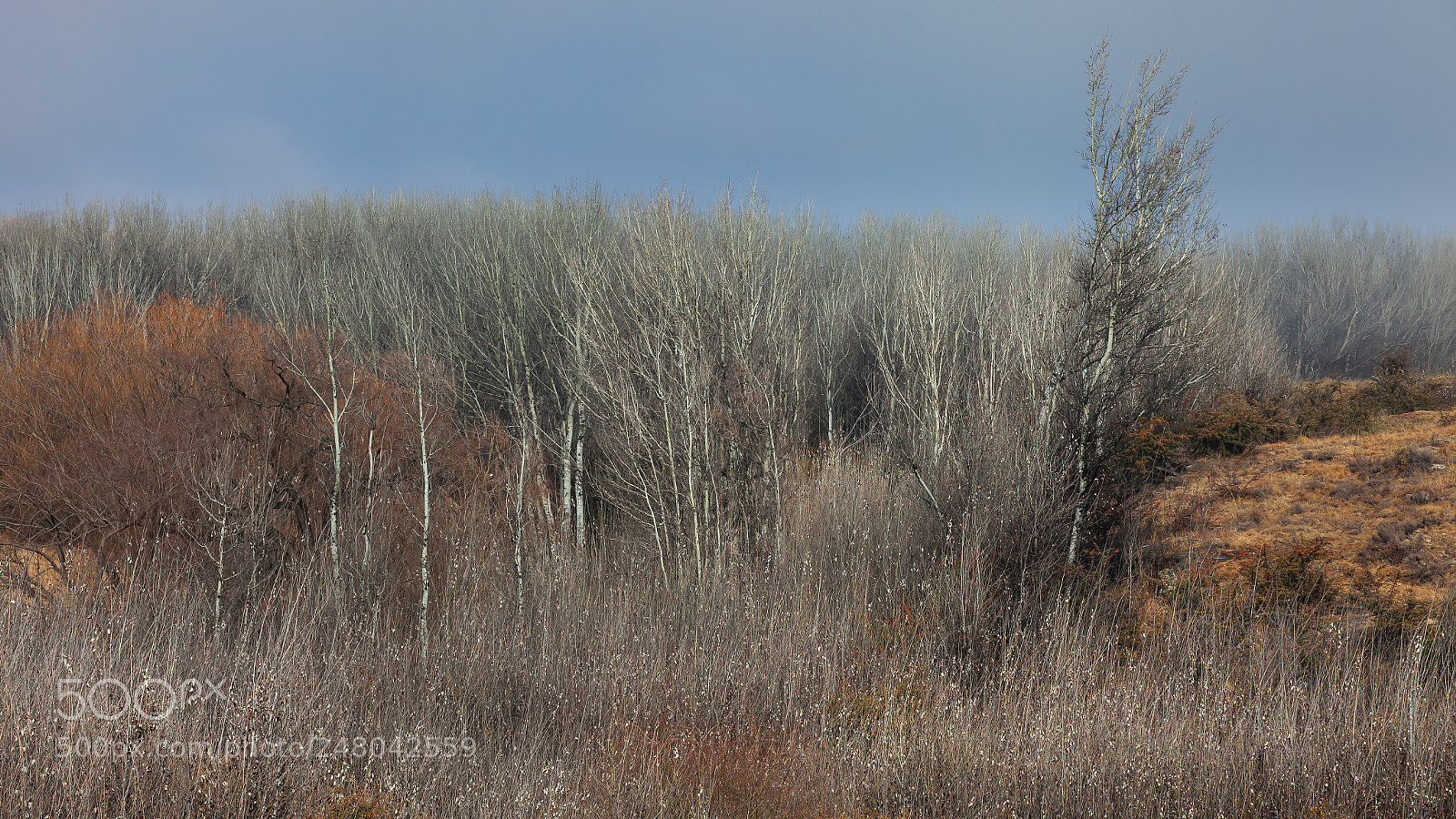 Canon EOS 5D Mark II sample photo. Winter forest abstract photography