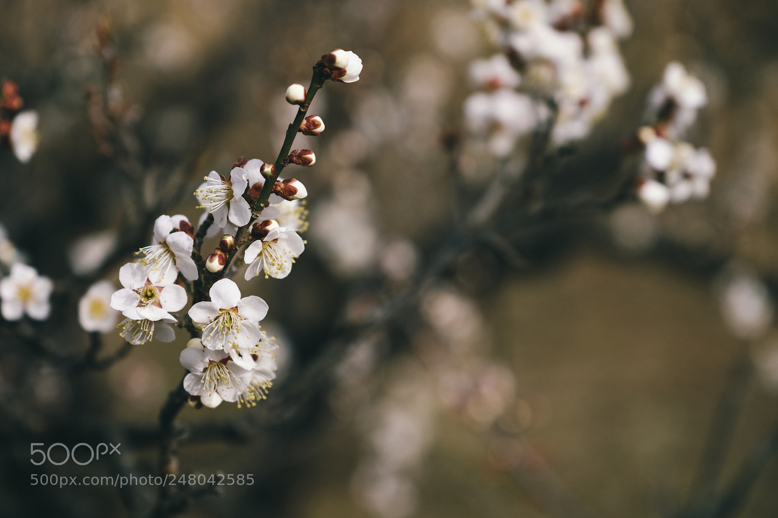 Fujifilm X-T2 sample photo. 白梅 photography