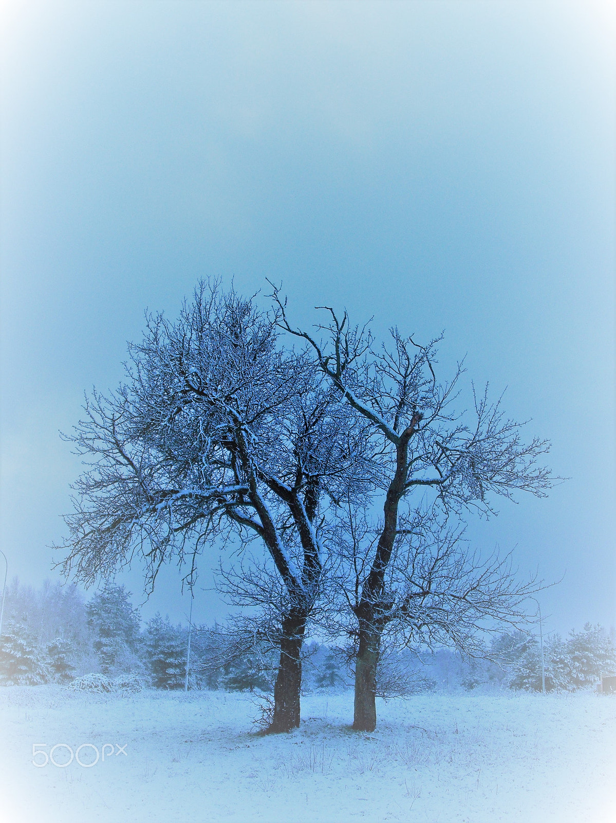 Fujifilm A850 sample photo. Frost photography