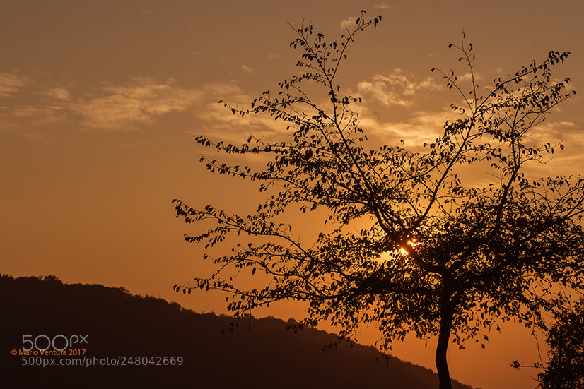 Nikon D800 sample photo. Tramonto nel parco photography