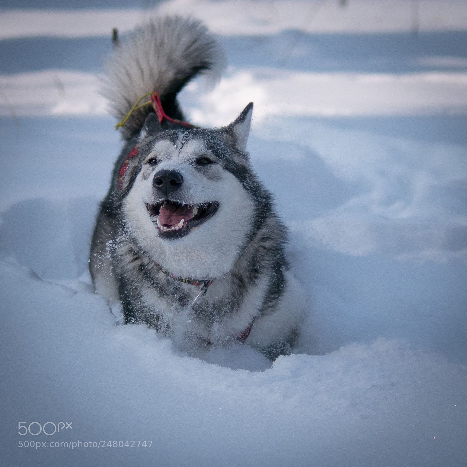 Panasonic Lumix DMC-GX85 (Lumix DMC-GX80 / Lumix DMC-GX7 Mark II) sample photo. My happy malamute photography