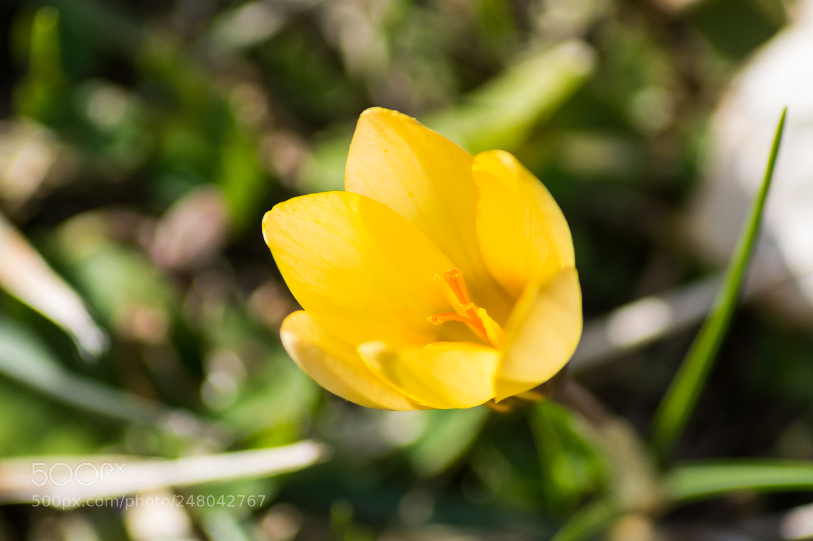 Nikon D5200 sample photo. Crocus giallo photography