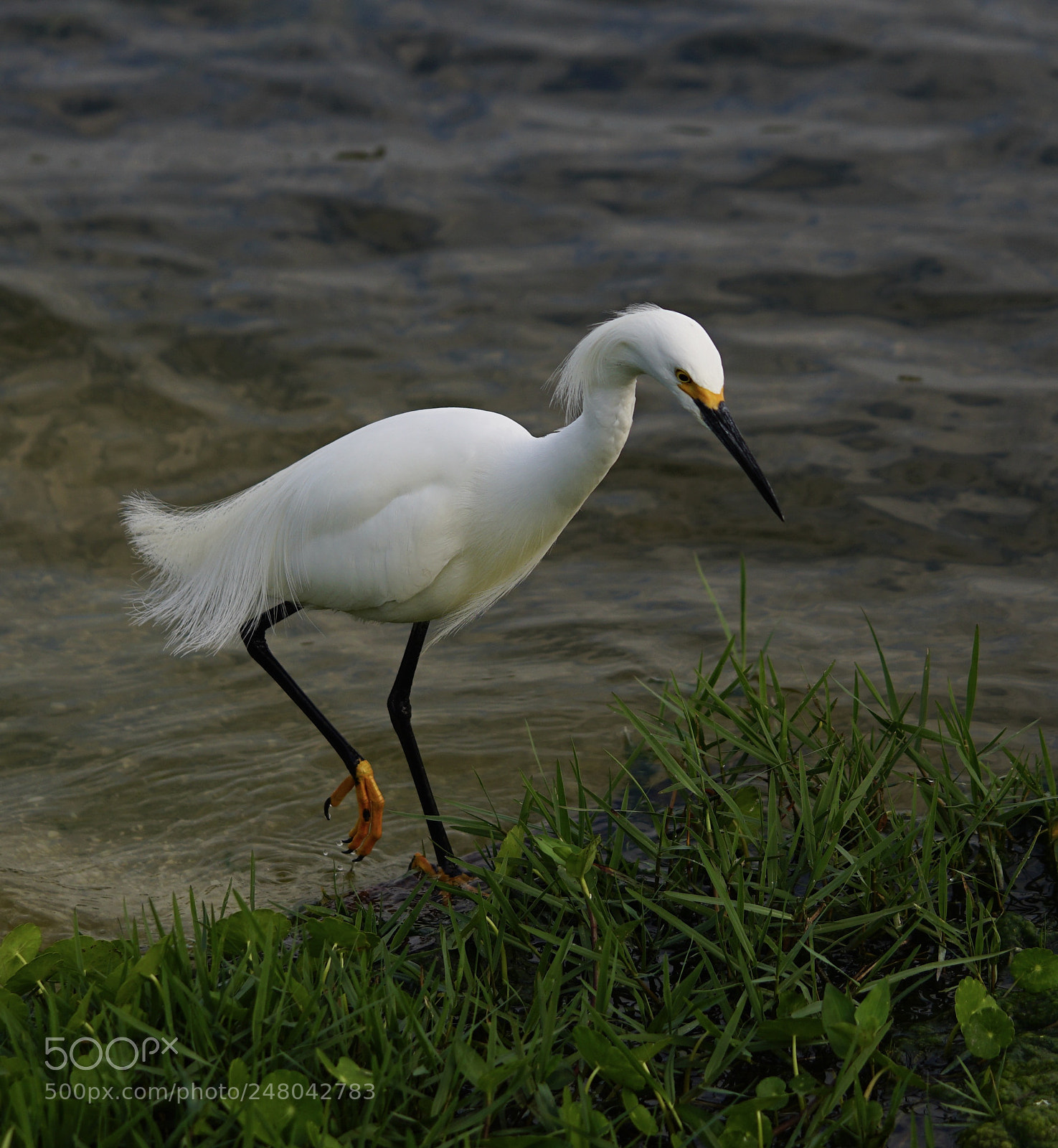 Sony a6300 sample photo. Gorgeous bird photography