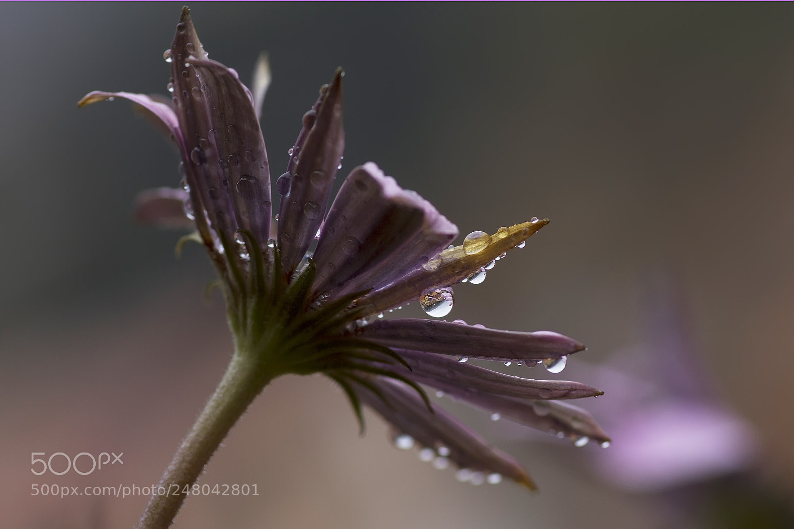 Canon EOS 7D sample photo. In a  rainy day photography