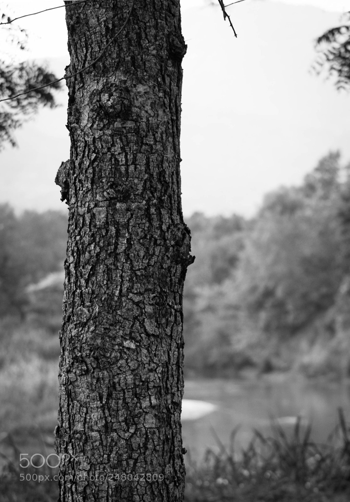 Nikon D3100 sample photo. I wonder what tree photography