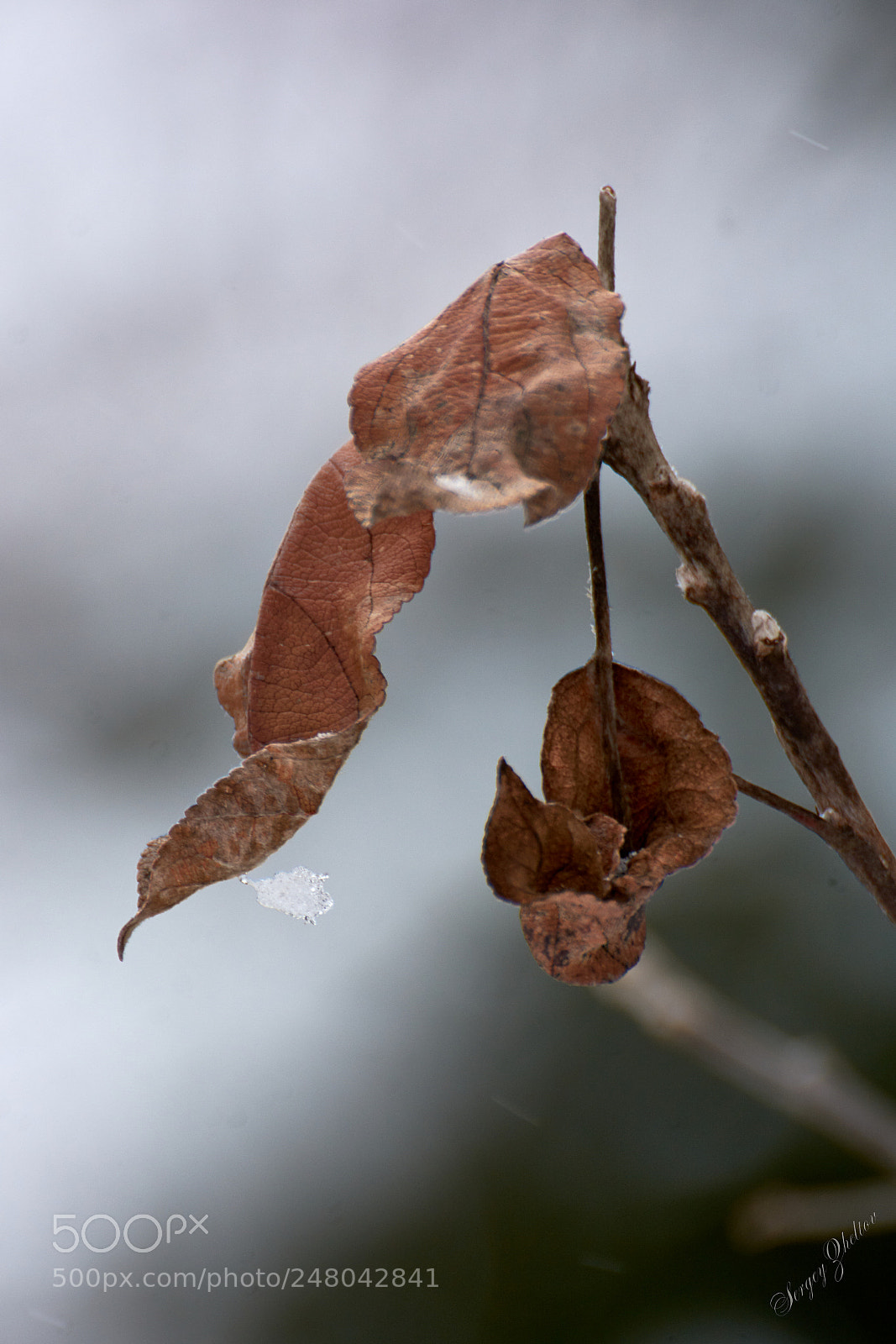 Nikon D7100 sample photo. Winter photography