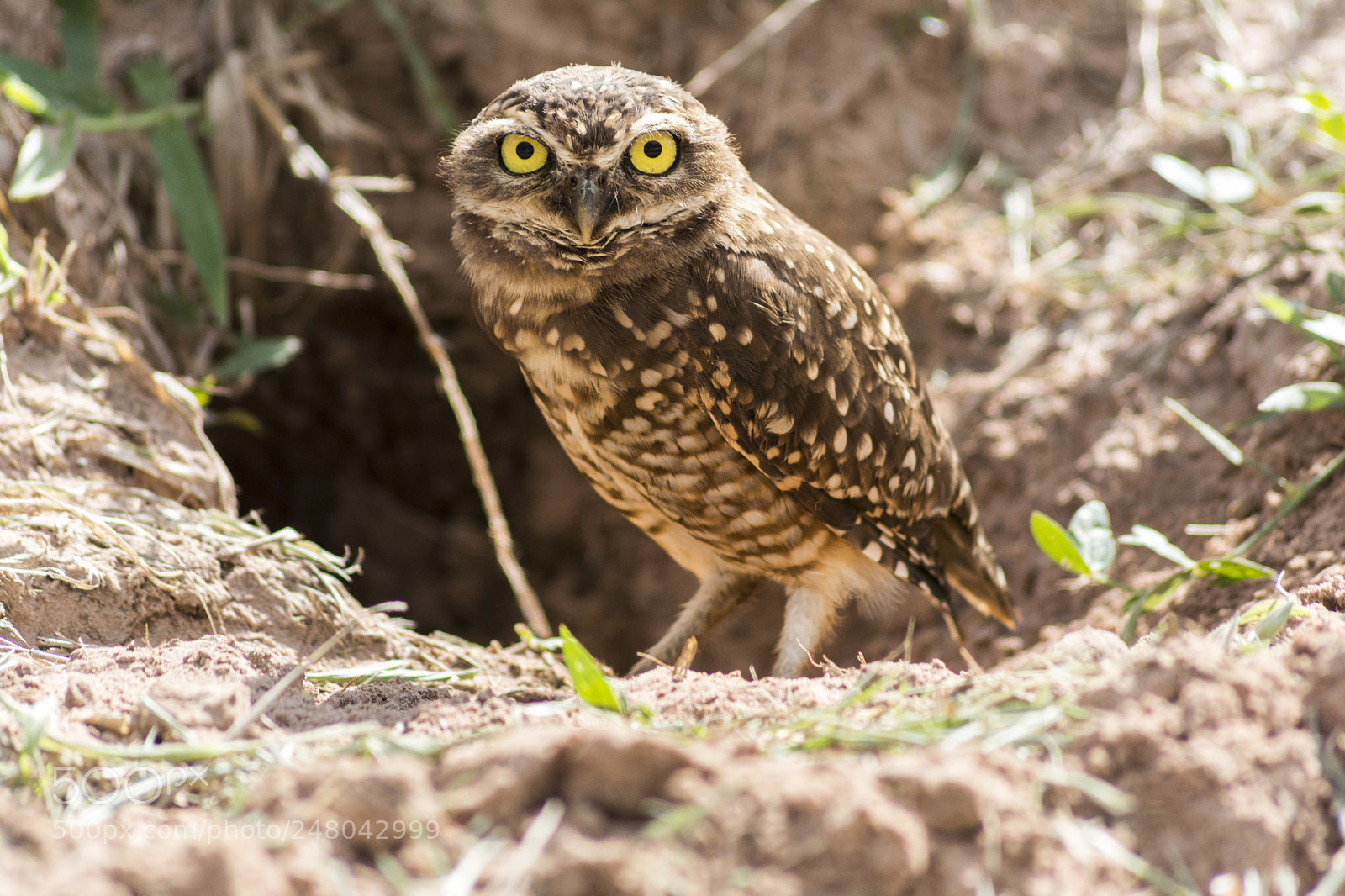 Nikon D5200 sample photo. Owl photography