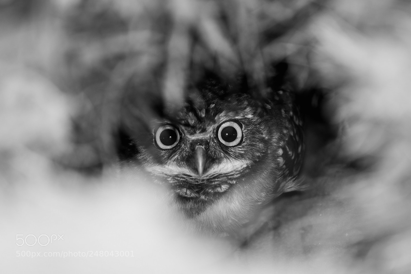 Nikon D5200 sample photo. Baby owl photography