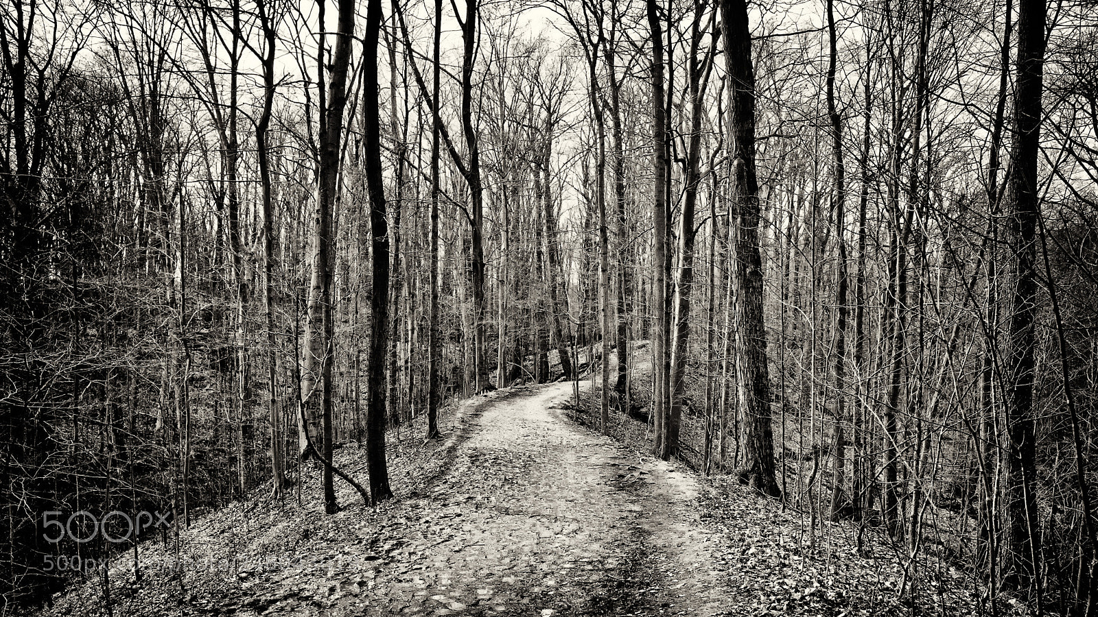 Ricoh GR sample photo. Along the ridge photography