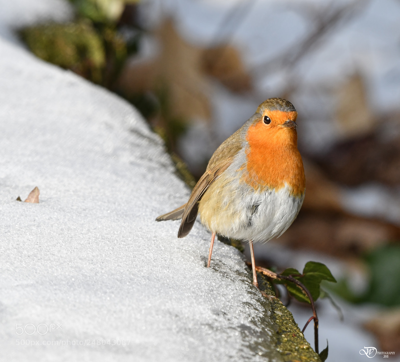 Nikon D500 sample photo. Robin in the snow photography