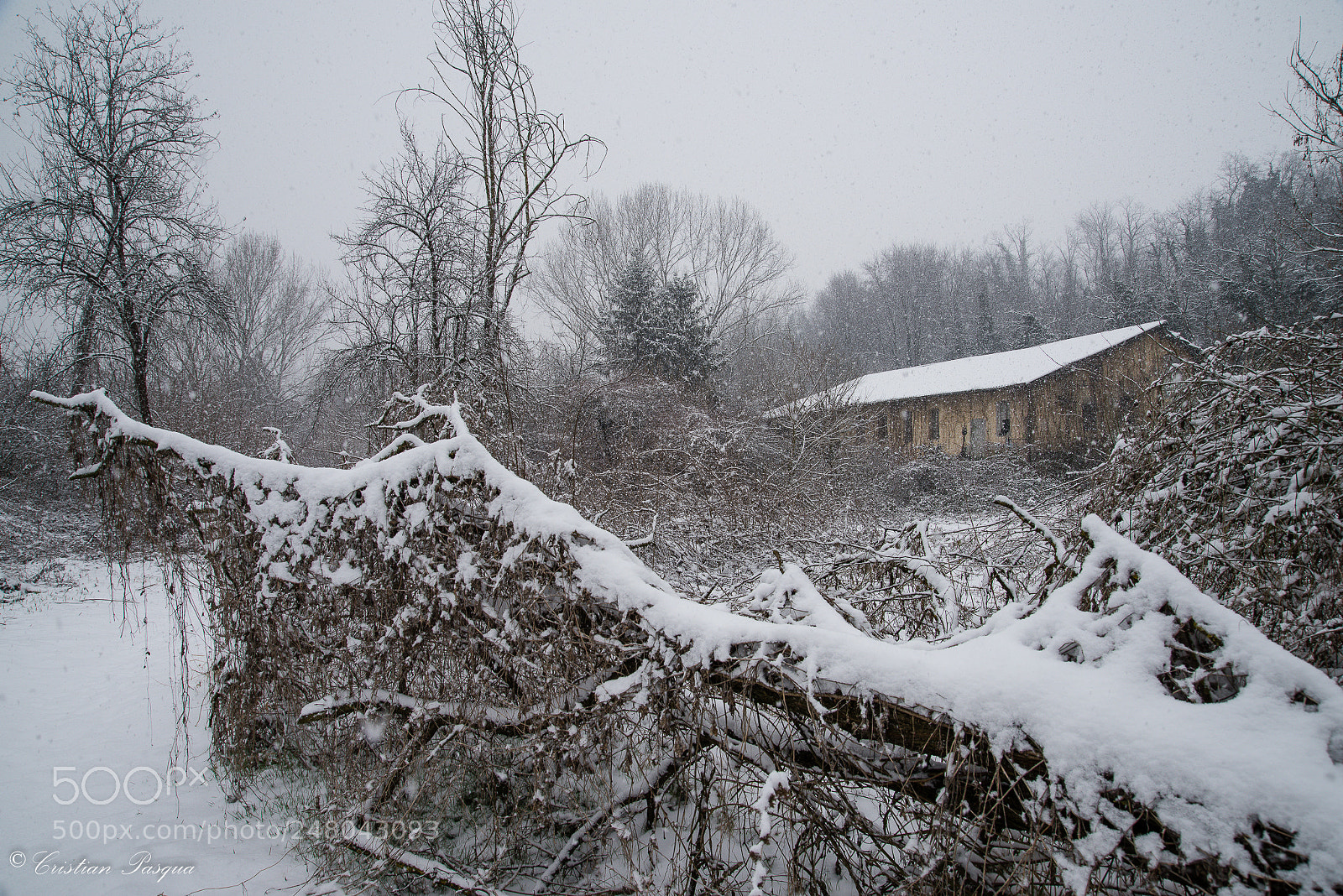 Nikon D810 sample photo. Snow photography
