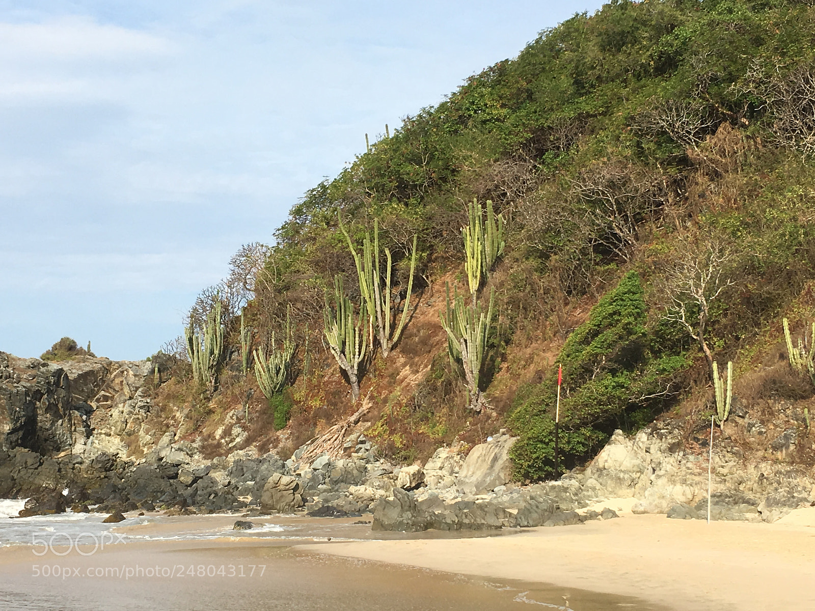 Apple iPhone 6s Plus sample photo. Catus by the ocean photography