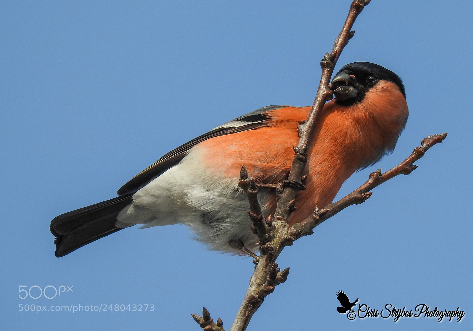 Nikon Coolpix P900 sample photo. Goudvink ( bullfinch ) photography
