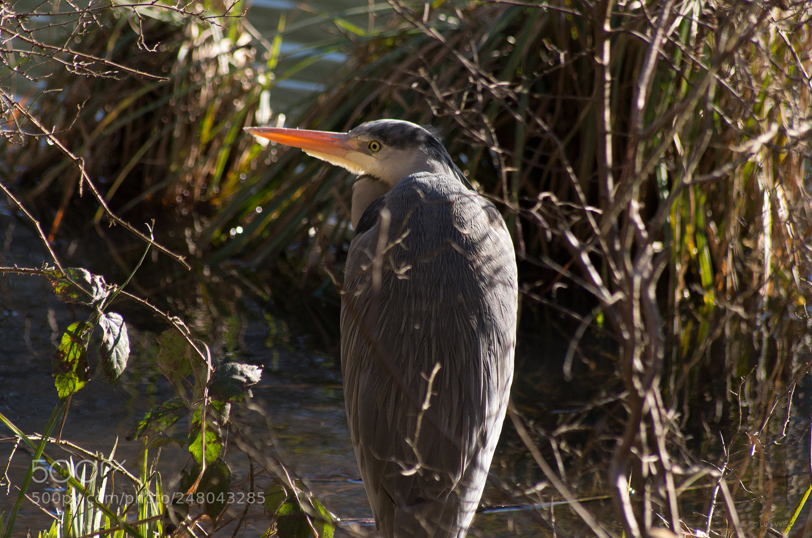 Pentax K-30 sample photo. Heron photography